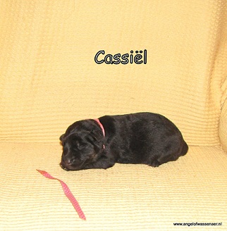 Cassiël, zwart-bruine teef